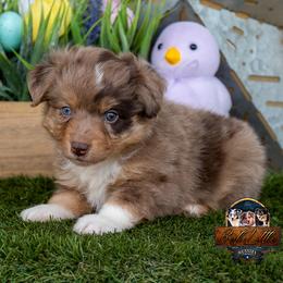 Canyon - Red merle male Toy Australian Shepherd puppy in Granbury, Texas from Best Little Aussies