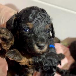 Hot Pink - Phantom female Poodle puppy in Simms, Texas from Donna’s Aussies & Pink Heart Poodles