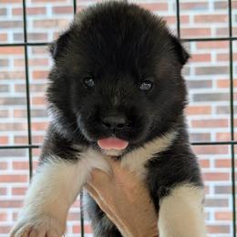 Saki's Boy 2 - Black, fawn undercoat male Akita puppy in South Carolina from Sierra Mountain Akitas
