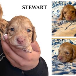 Stewart - Chocolate and cream male Dachshund puppy in Saint Paul, Minnesota from Vibrant Eyes Doxies
