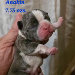 Anakin - Blue male Boston Terrier puppy in Kingsport, Tennessee from Irish Heart Bostons