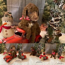 Poodle Puppies from LL Poodles On Tap