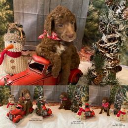 Poodle Puppies from LL Poodles On Tap