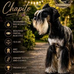 Chapito - Miniature Schnauzer