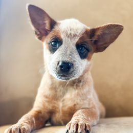 Yellow girl - Red mottled female Australian Cattle Dog puppy in Corning, California from Diamond U Doodles & True Grit Stockdogs