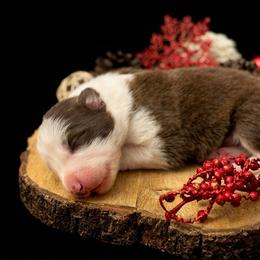 Male 6 - Red male Border Collie puppy in Oxford, Florida from RSR Border Collies