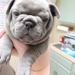 French Bulldog Puppies from Stevi Frenchies