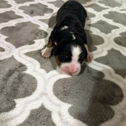 Juniper - Tri-color female Bernedoodle puppy in Grants Pass, Oregon from Royal Empire Bernedoodles
