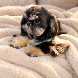 Tootsie - Shih Tzu
