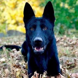 German Shepherds from Off The Hook Kennels