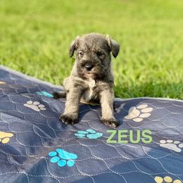 Zeus - Salt and pepper Miniature Schnauzer puppy in Texas from Savannah's Schnauzers