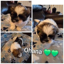 Ohana - Brindle female Shih Tzu puppy in Tucson, Arizona from Jocelyn DeMarco's Shih Tzus