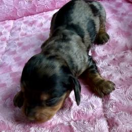 Denali - Dapple male Dachshund puppy in Salem, Oregon from Longdox Mini Dachshunds
