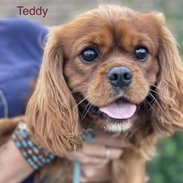 Red Teddy - Cavalier King Charles Spaniel