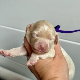 Purple Girl - Apricot female Goldendoodle puppy in Lowville, New York from DM Hilltop FURfamily