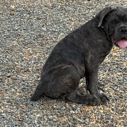 Cash - Gray brindle male Cane Corso puppy in Utah from 3Lake Kennelz