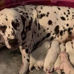 Dachshunds and Dalmatians from Sho Me Spots