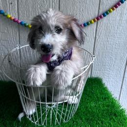 Missy - Red female Companion Cross puppy in Smallett, Missouri from Leshas Whoodles