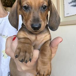 Dachshund All Grown Up from Hotdawgz standard AKC dachshunds