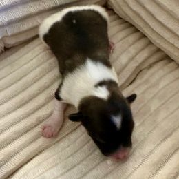 Female 2 - Sable female Papillon puppy in Young, Arizona from Papillons in Arizona