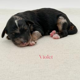 Violet - Blue merle female Bernedoodle puppy in Bellville, Ohio from Bernedoodle Buddies