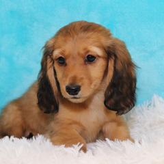 Dachshunds from Dynamite Dachshunds
