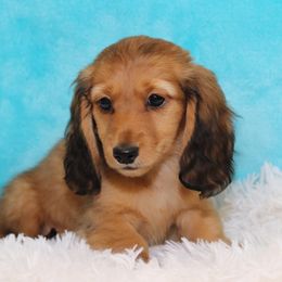 Dachshunds from Dynamite Dachshunds