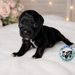 Mia - Black female Miniature Schnauzer puppy in Magalia, California from NorCal Schnauzers