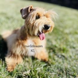 Miniature Schnauzer Puppies from Crown Schnauzers KC