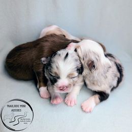 Miniature Australian Shepherd puppies from Trailside Mini Aussies