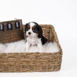 Cavalier King Charles Spaniel Puppies from Colorful Cavaliers
