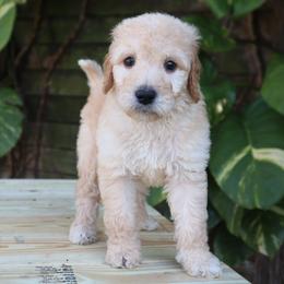Titan - Cream male Goldendoodle puppy in Palmetto Bay, Florida from SOMIDOODLES