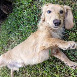 Dickens - Dachshund