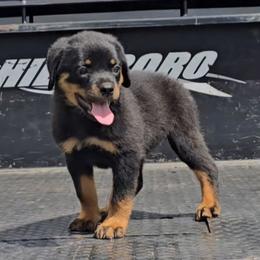 Girl 5 - Black and mahogany female Rottweiler puppy in Holts Summit, Missouri from Hurleyhaus Rottweilers