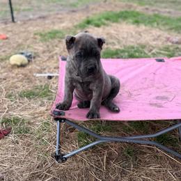 Black collar - Gray brindle male Cane Corso puppy in Opelousas, Louisiana from Azelees Cane Corso