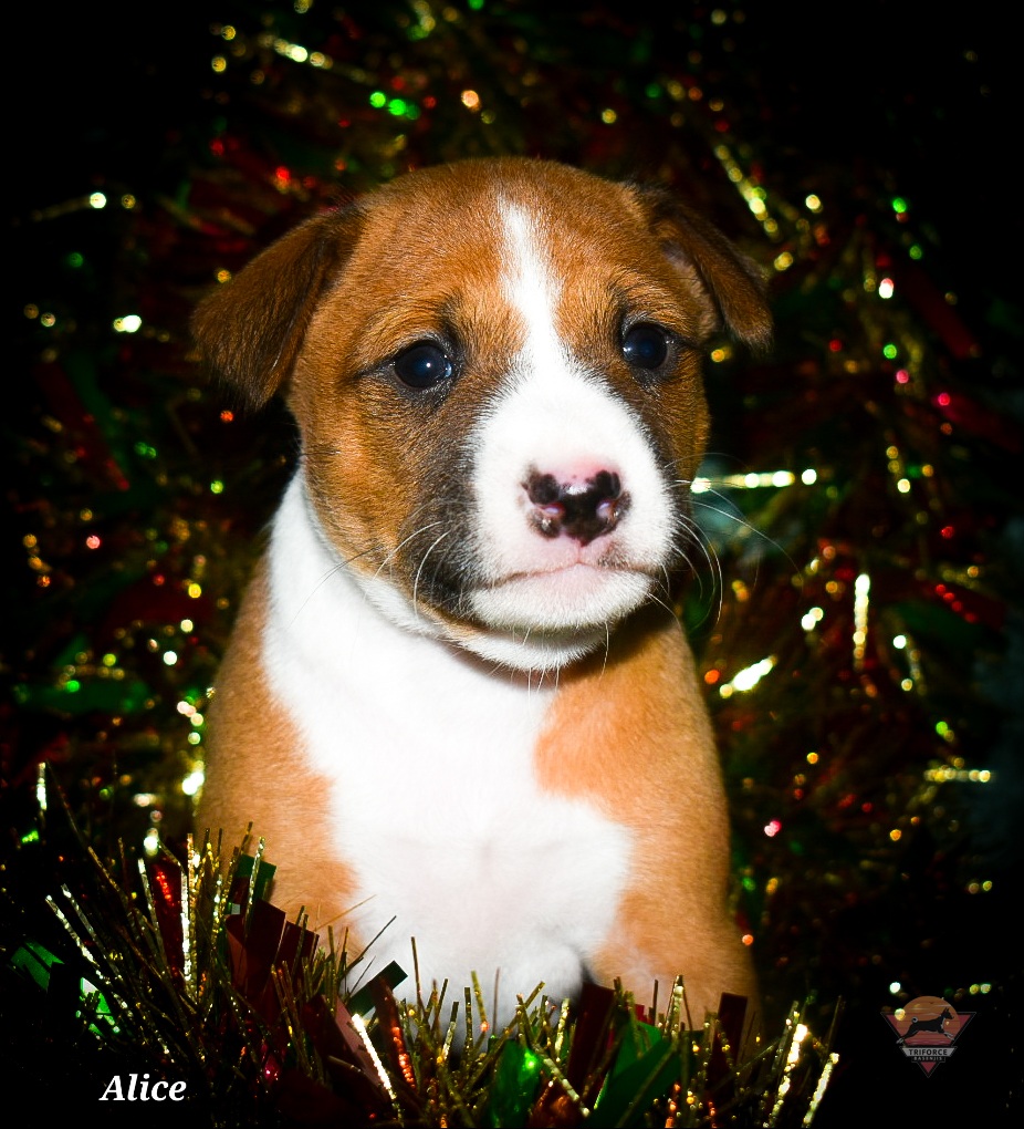 Alice - Red and white female Basenji puppy in San Diego, California from Triforce Basenjis