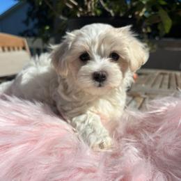 Sandy - White and tan female Maltese puppy in Grottoes, Virginia from Wendy’s Maltese & Cavamalts of Virginia