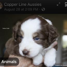 Miniature Australian Shepherd Puppies from Copper Line Aussies
