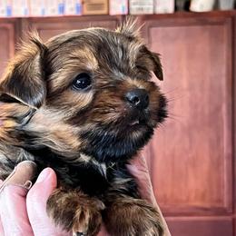 Violets little girl - Liver female Yorkshire Terrier puppy in Hardeeville, South Carolina from Pups of the Lowcountry