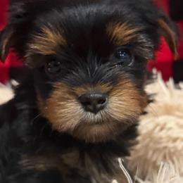 Jax - Black and tan male Yorkshire Terrier puppy in Gatesville, Texas from Cuddles of Cuteness