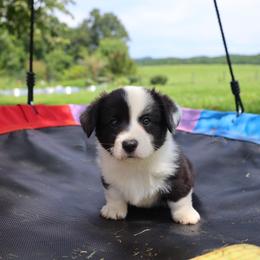 Dolly - Brindle and white female Cardigan Welsh Corgi puppy in Pilot, Virginia from Castle KC  (Katie's Corgis)  - VKM Farmstead