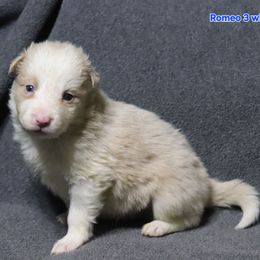 Romeo - Gold male Border Collie puppy in Richmond, Maine from Lil Maine Border Collies