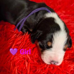 Purple girl - Black, white and red Greater Swiss Mountain Dog puppy in Hockessin, Delaware from Simply Swissies