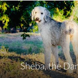 Sheba - Poodle
