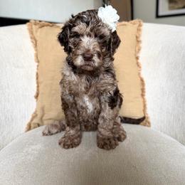 Jade - Merle female Labradoodle puppy in Newark, Ohio from Raising Doodles