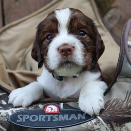 English Springer Spaniel Puppies from White Pine Springer Spaniels