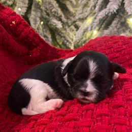 Lily - Black and white female Shih Tzu puppy in Lexington, North Carolina from SCS Shih Tzus