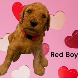 Boy 2 - Poodle puppy from Sunshine Red Standard Poodles