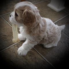 "6 weeks" Cavaton Puppies from Lakeshore Cavatons