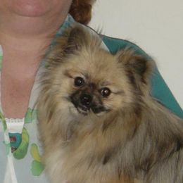 Pomeranians from Purple Hearts and Paws